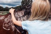 Horse Shampoo Bar