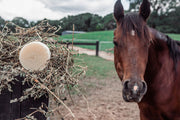 Horse Shampoo Bar
